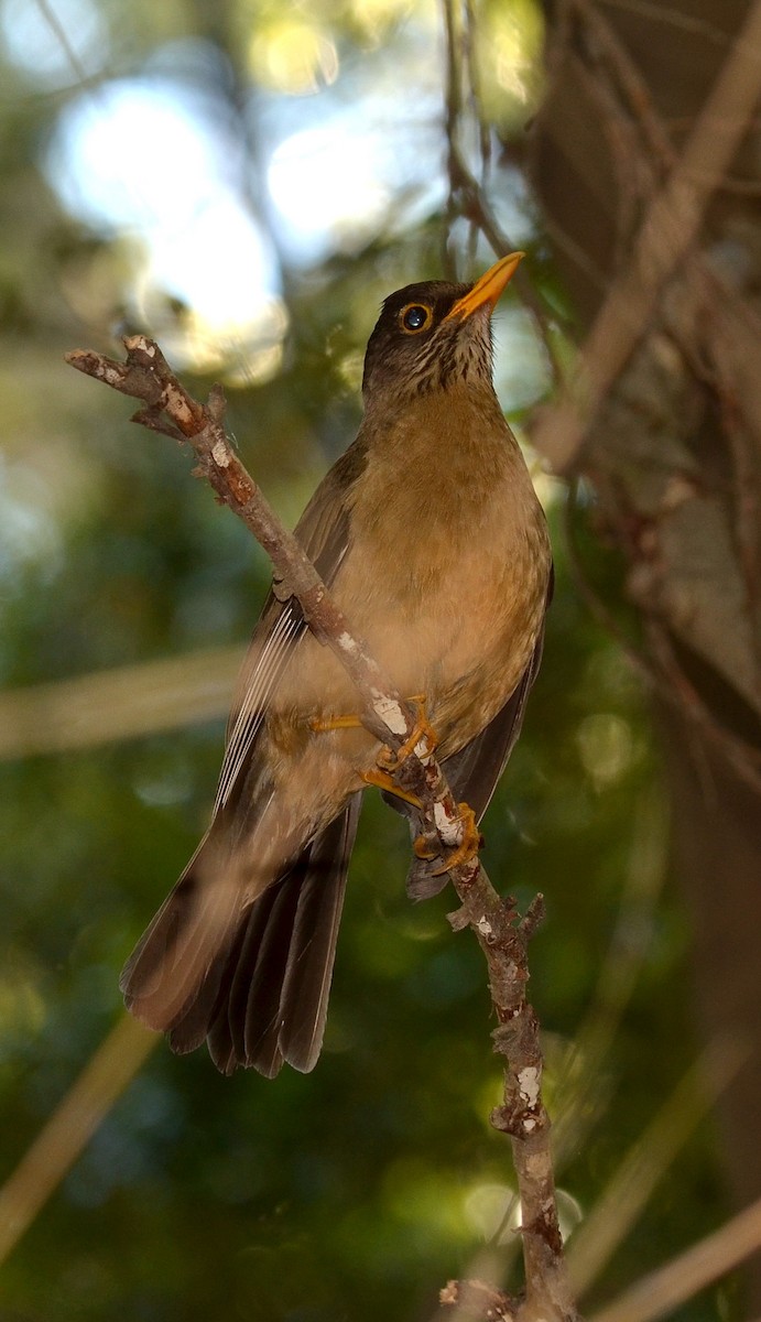 Austral Thrush - ML638113058