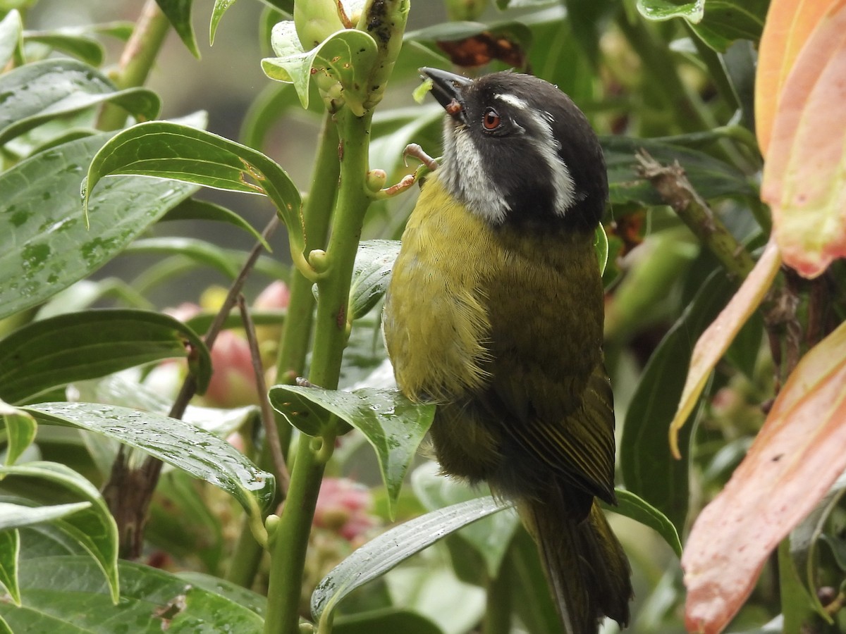 Sooty-capped Chlorospingus - ML638113090