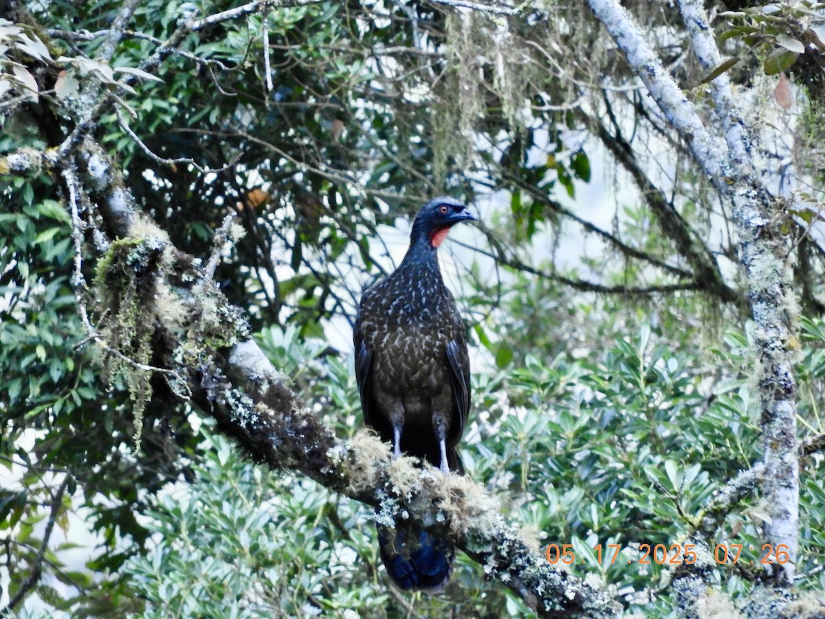 Dusky-legged Guan - ML638113096