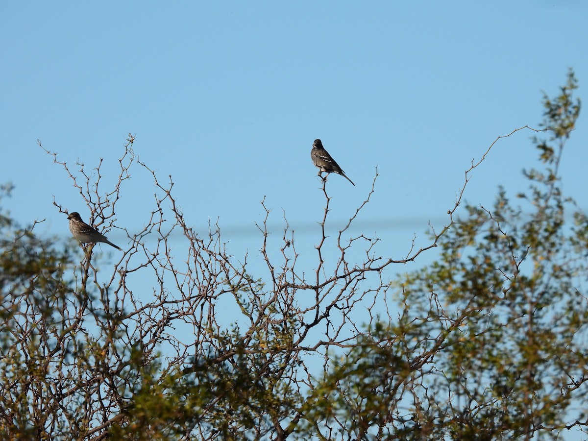 Mourning Sierra Finch - ML638113117