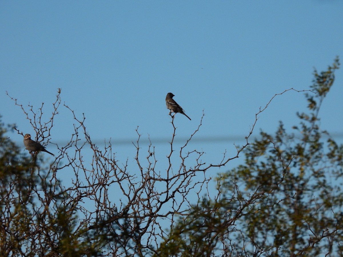 Mourning Sierra Finch - ML638113118