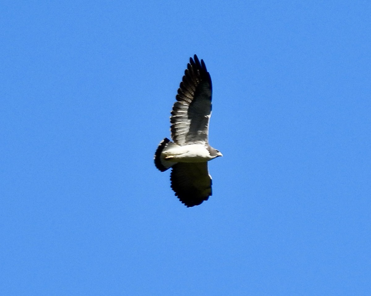 White-tailed Hawk - ML638113178