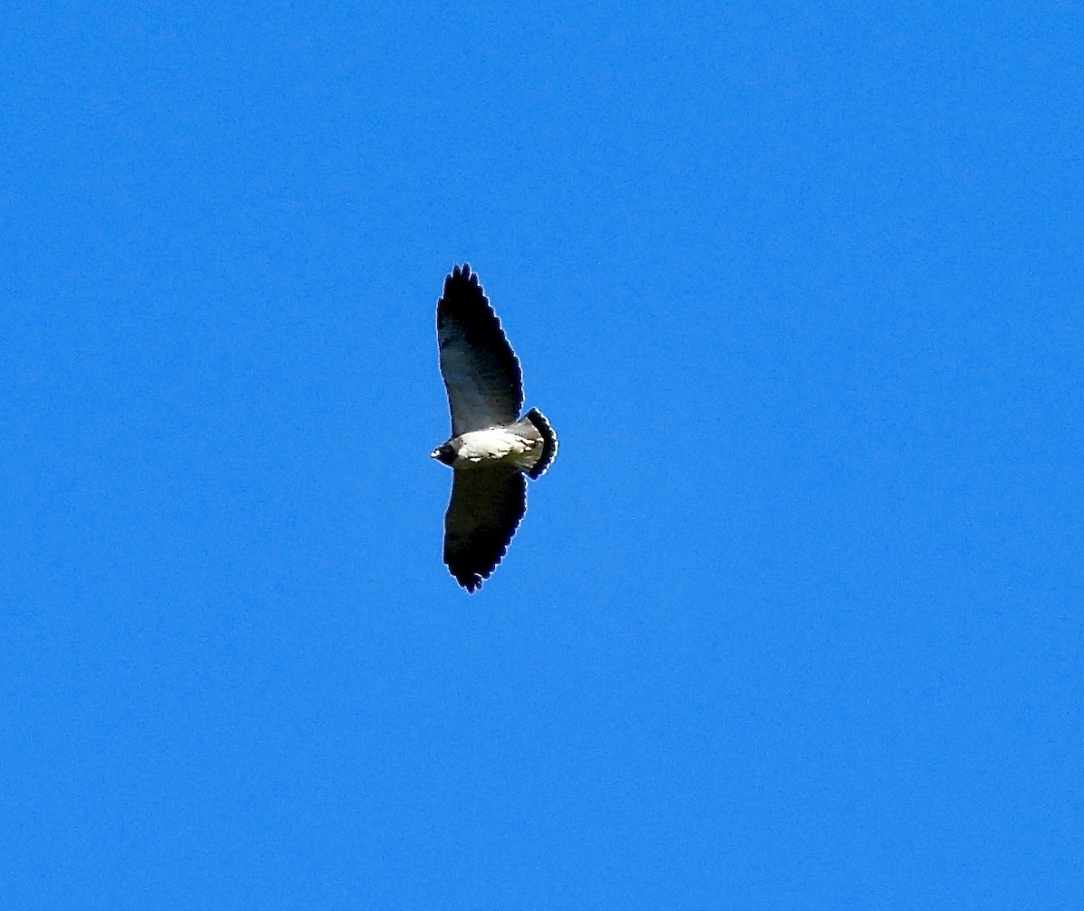 White-tailed Hawk - ML638113179