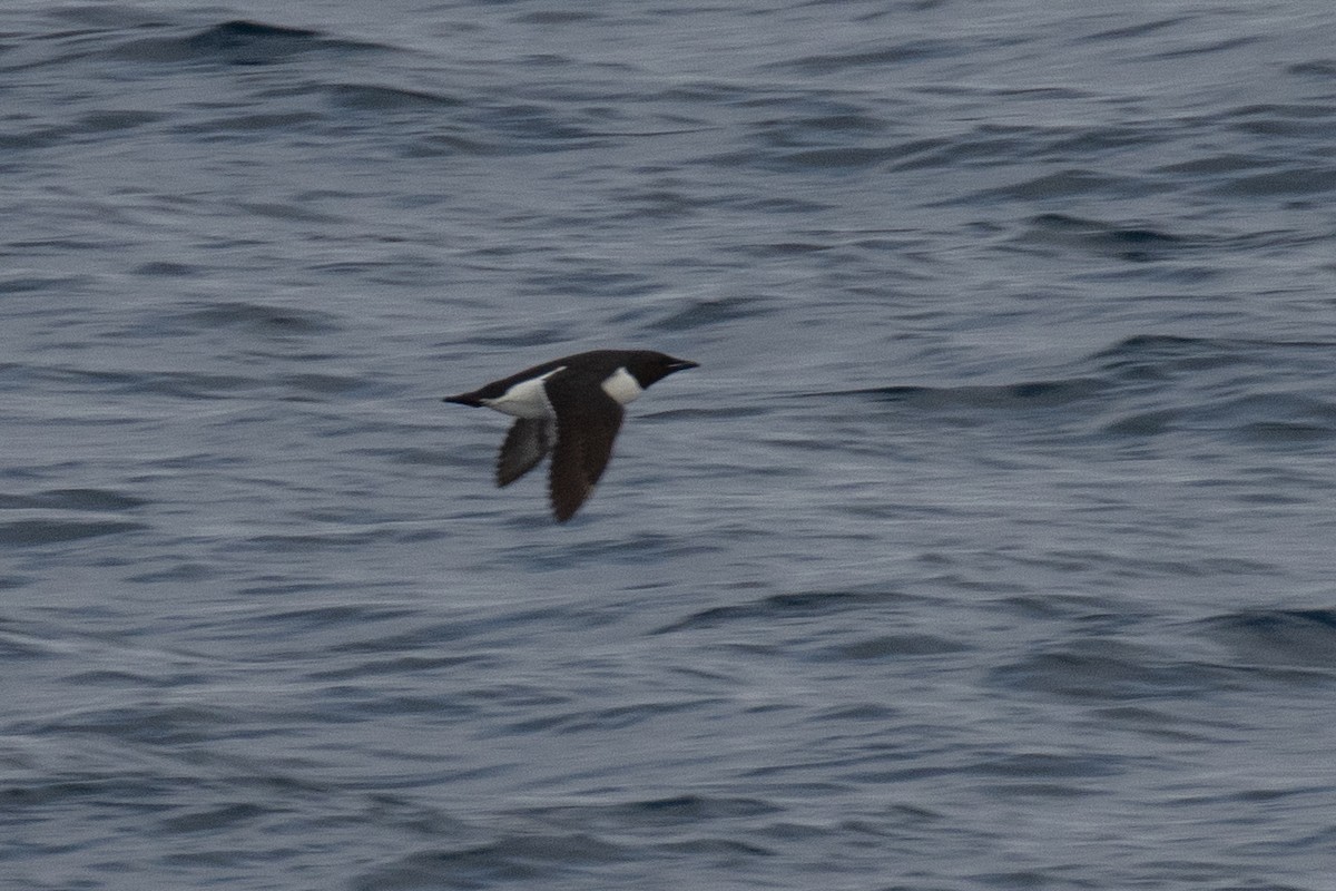 Thick-billed Murre - ML638113182