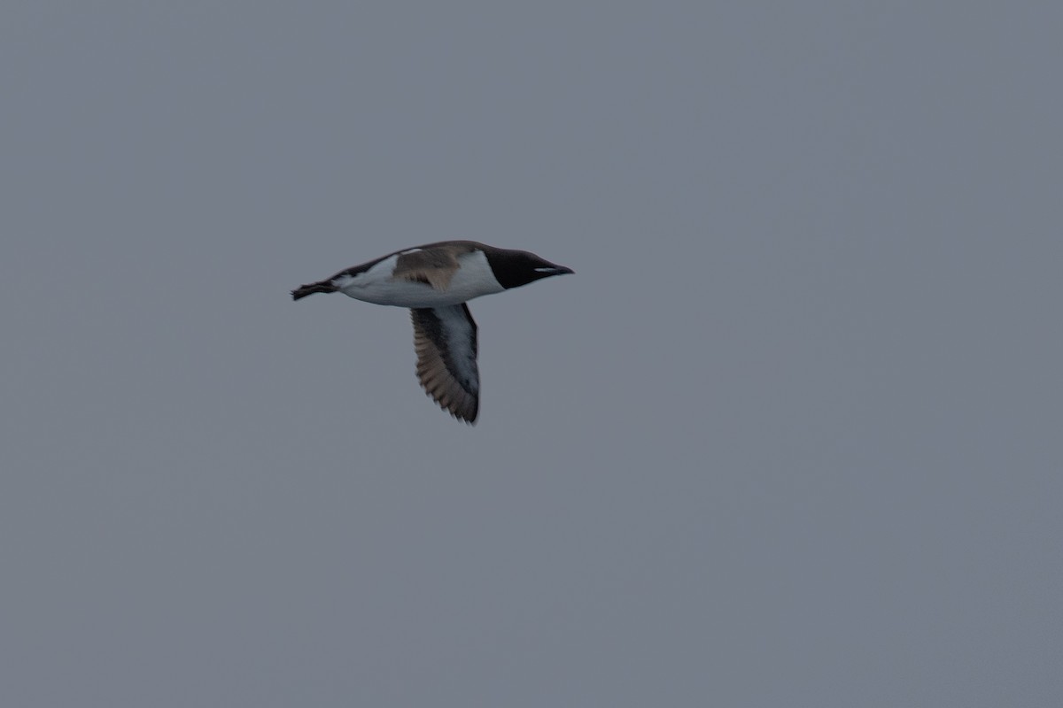 Thick-billed Murre - ML638113183