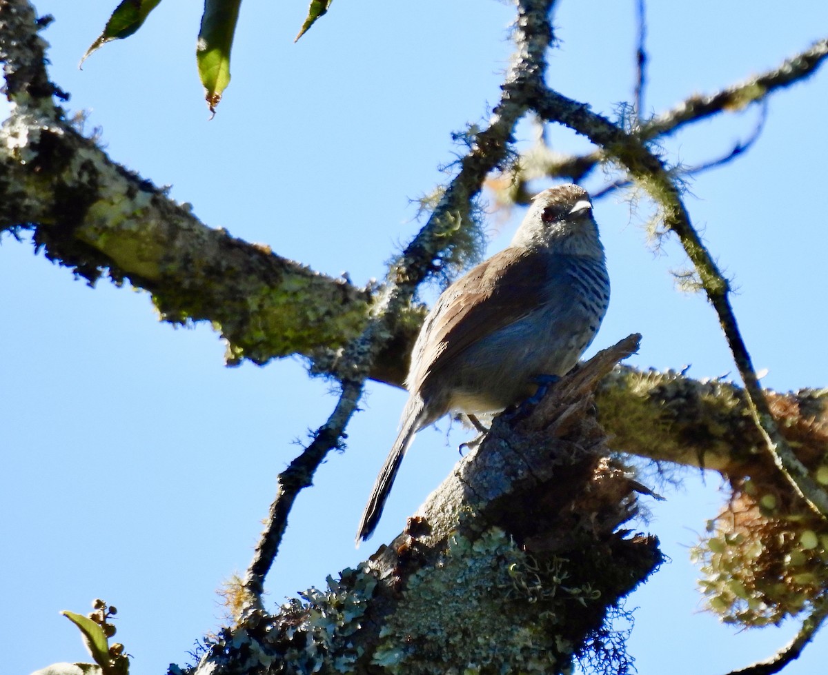 Rufous-capped Antshrike - ML638113190