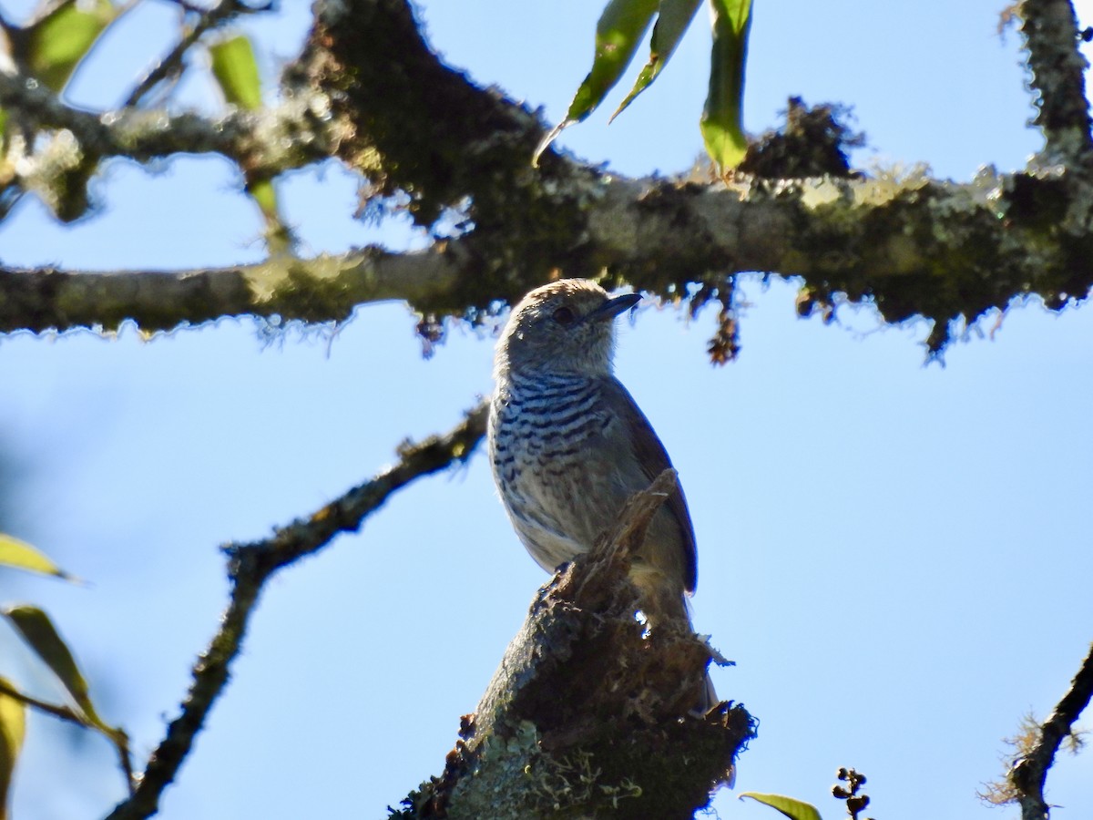 Rufous-capped Antshrike - ML638113191