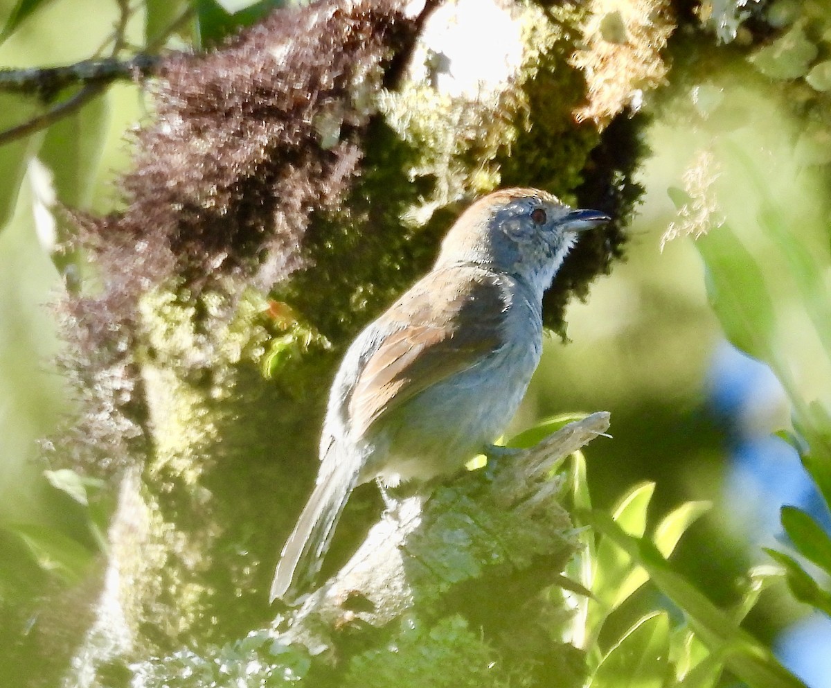 Rufous-capped Antshrike - ML638113192