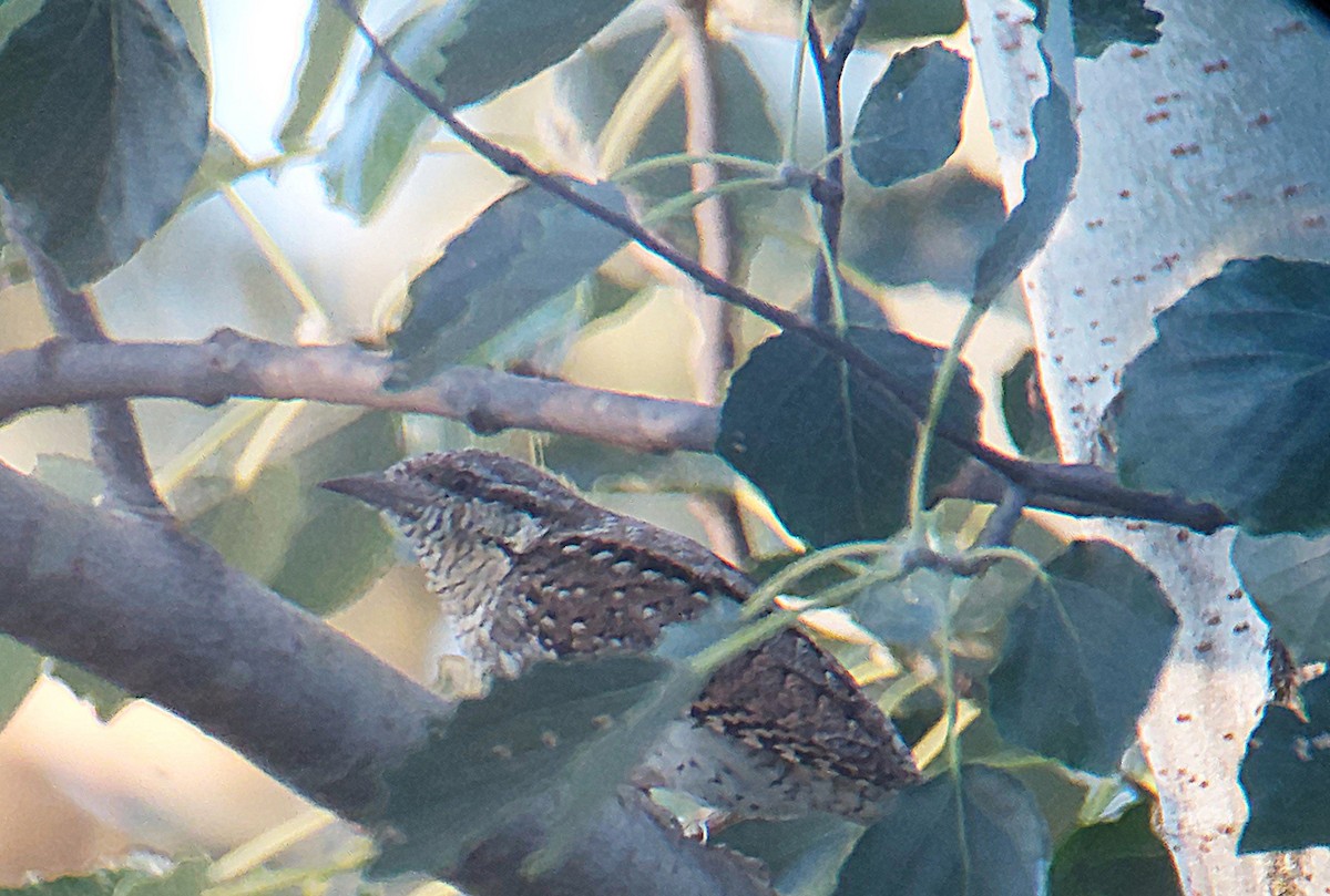 Eurasian Wryneck - ML638113195