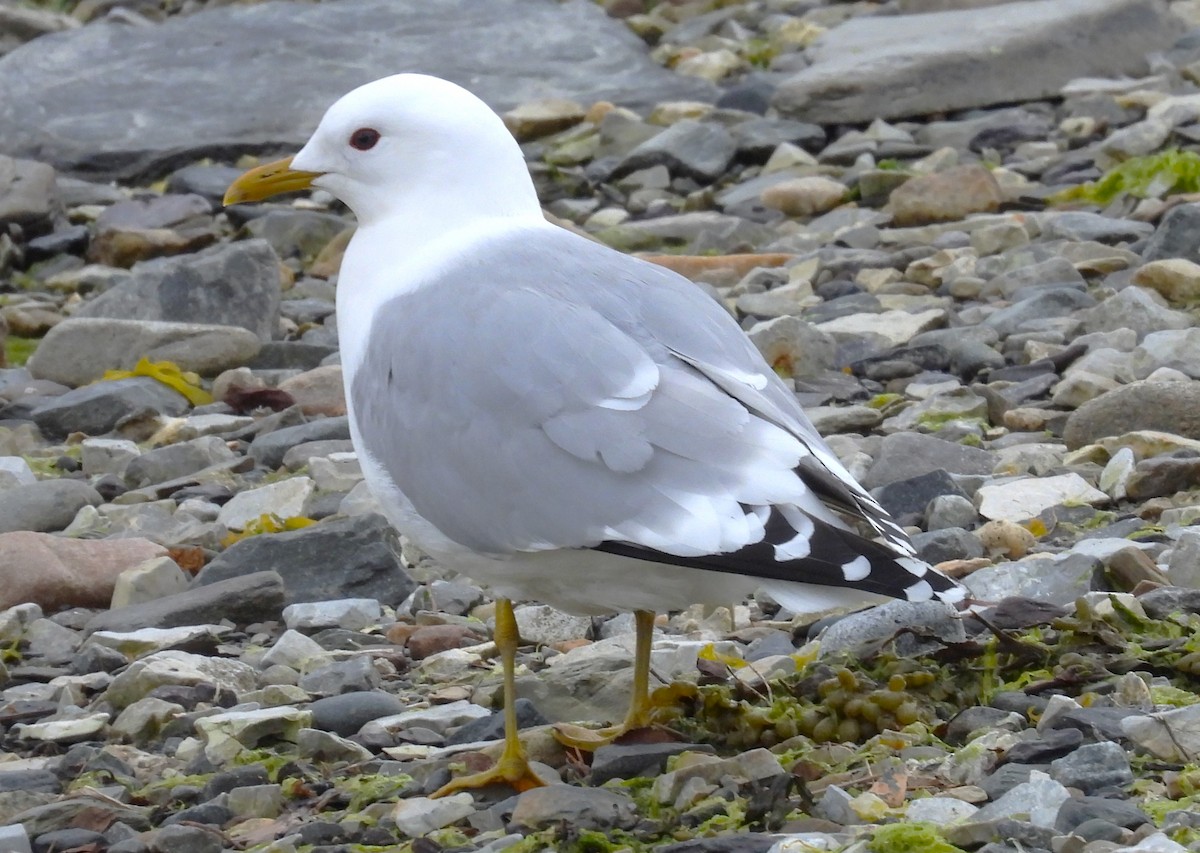 Common Gull - ML638113207