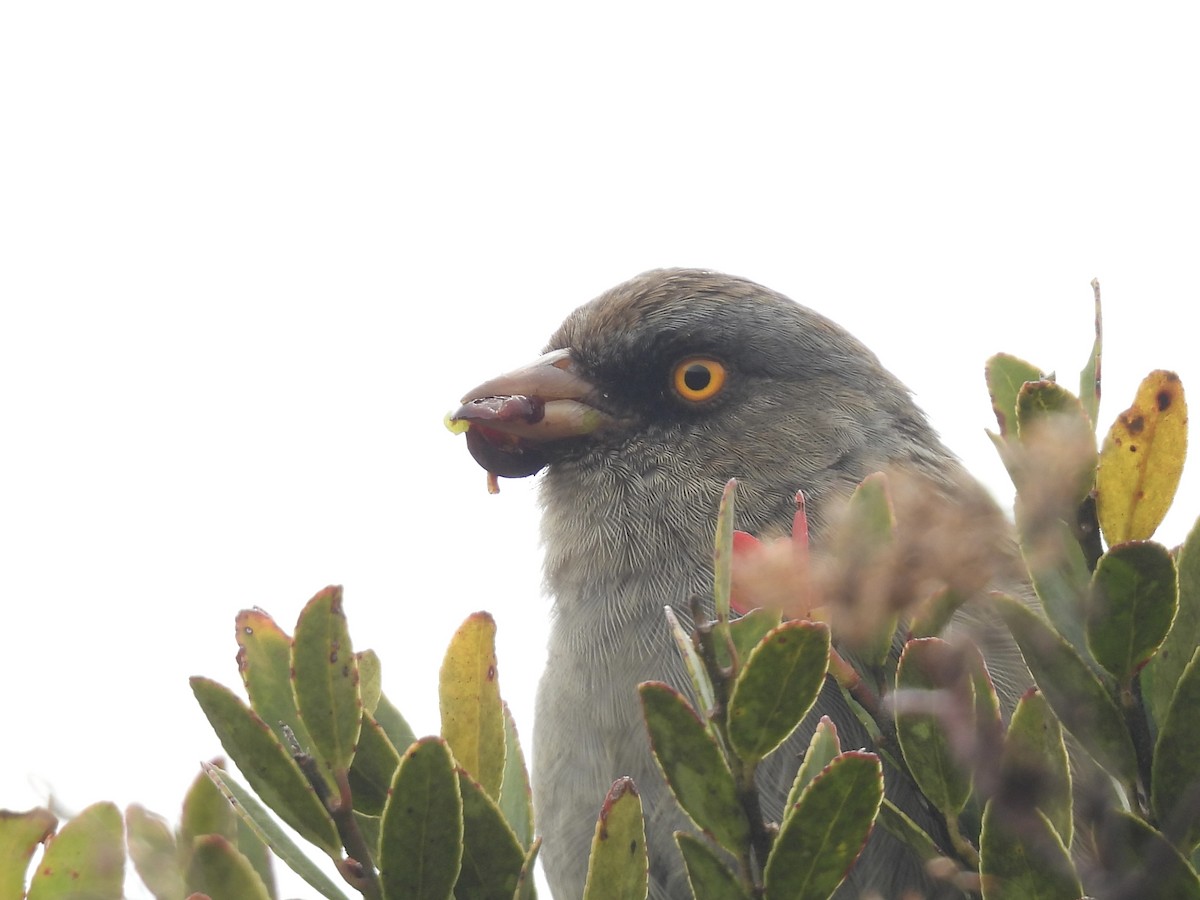 Volcano Junco - ML638113219