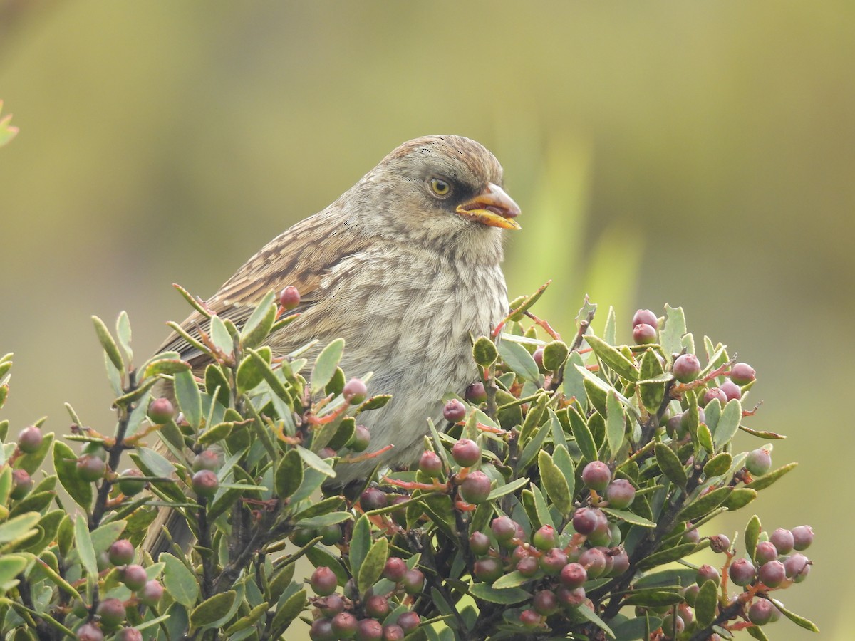 Volcano Junco - ML638113220
