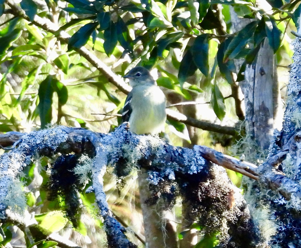 Small-headed Elaenia - ML638113241