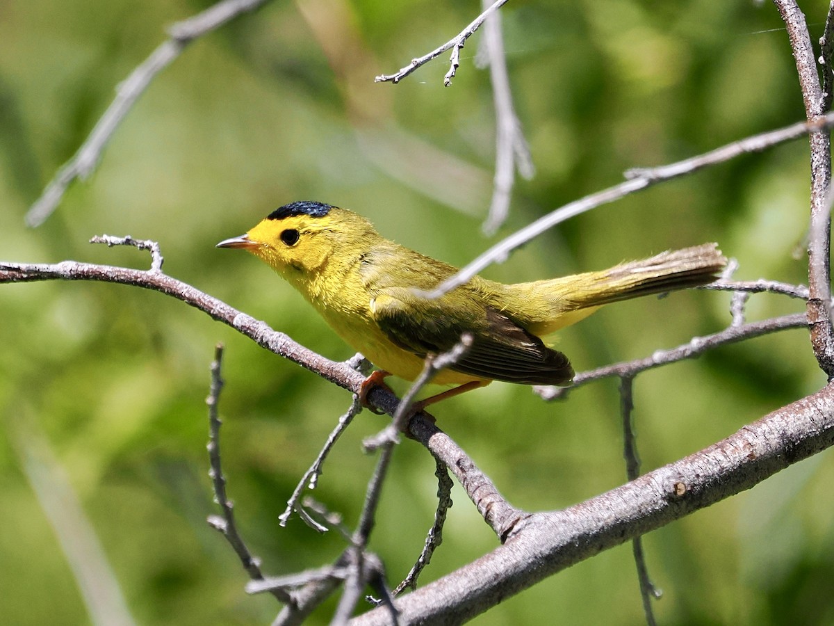 Wilson's Warbler - ML638113269