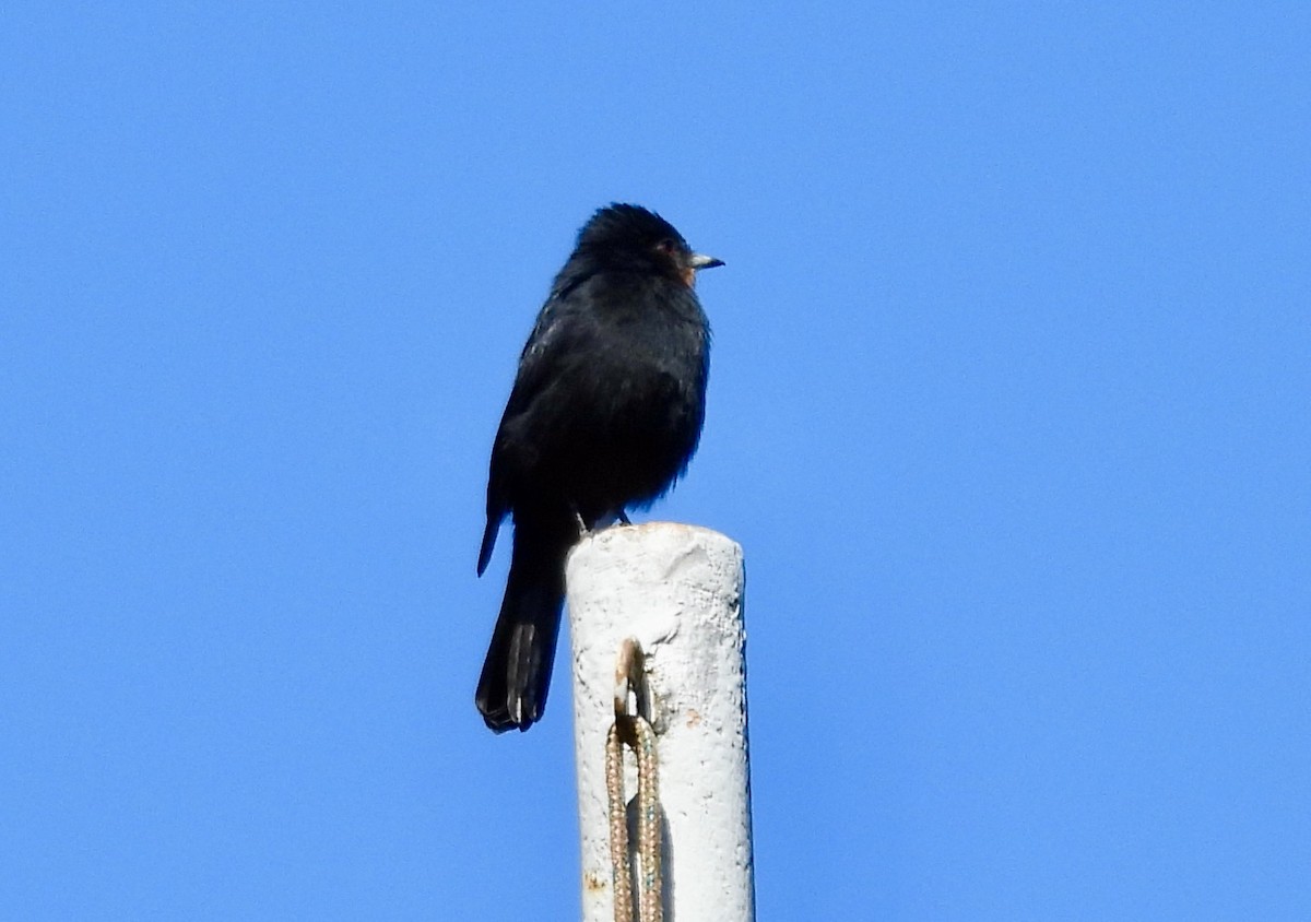 Blue-billed Black-Tyrant - ML638113270
