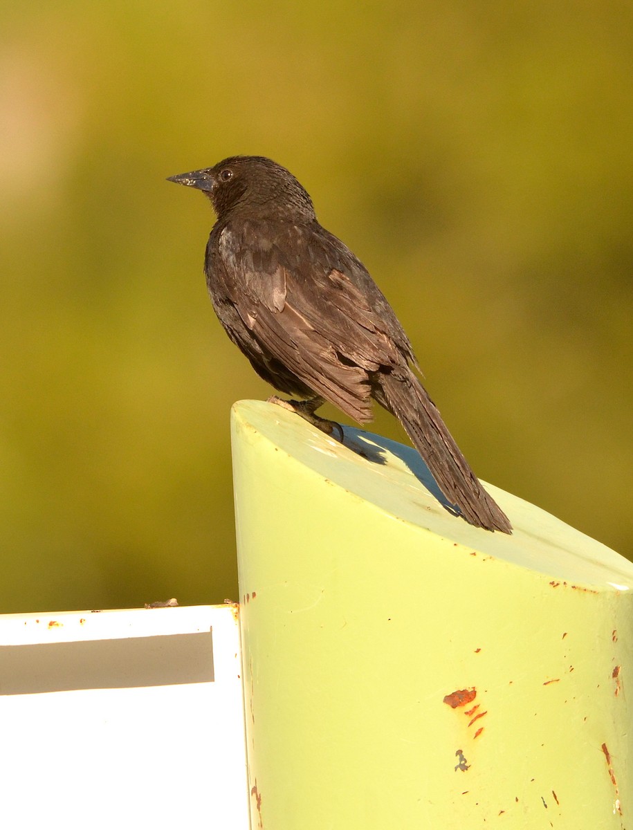 Austral Blackbird - ML638113272