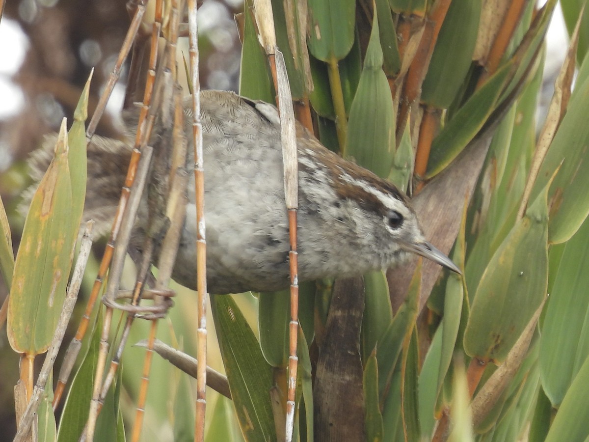 Timberline Wren - ML638113273