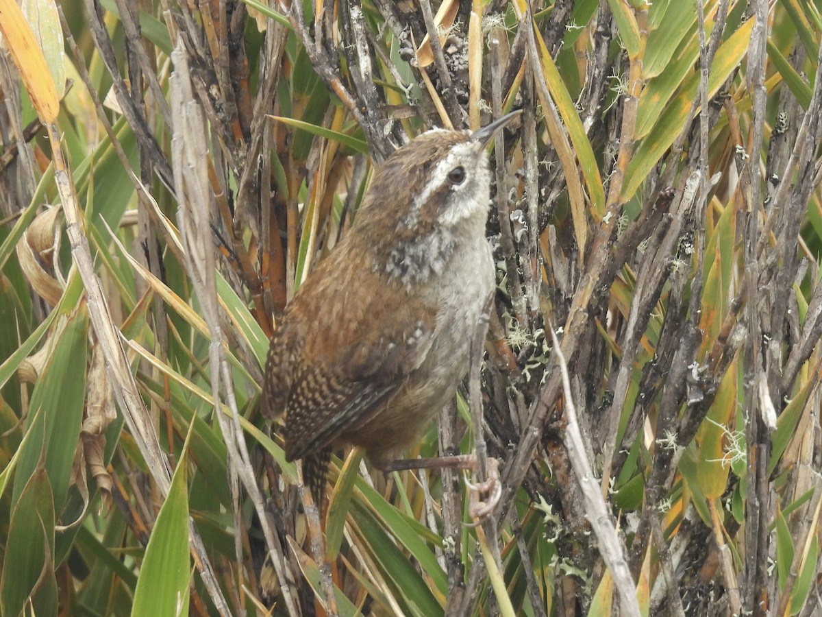 Timberline Wren - ML638113274