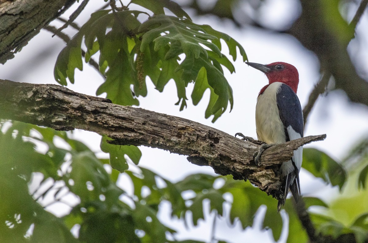 Red-headed Woodpecker - ML638113295
