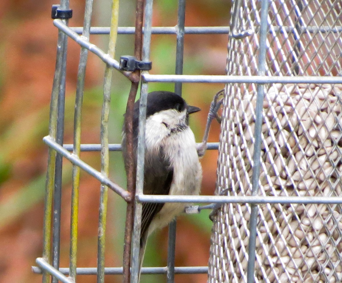 Willow Tit - ML638113297