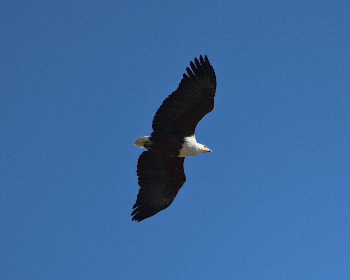 African Fish-Eagle - ML638113327