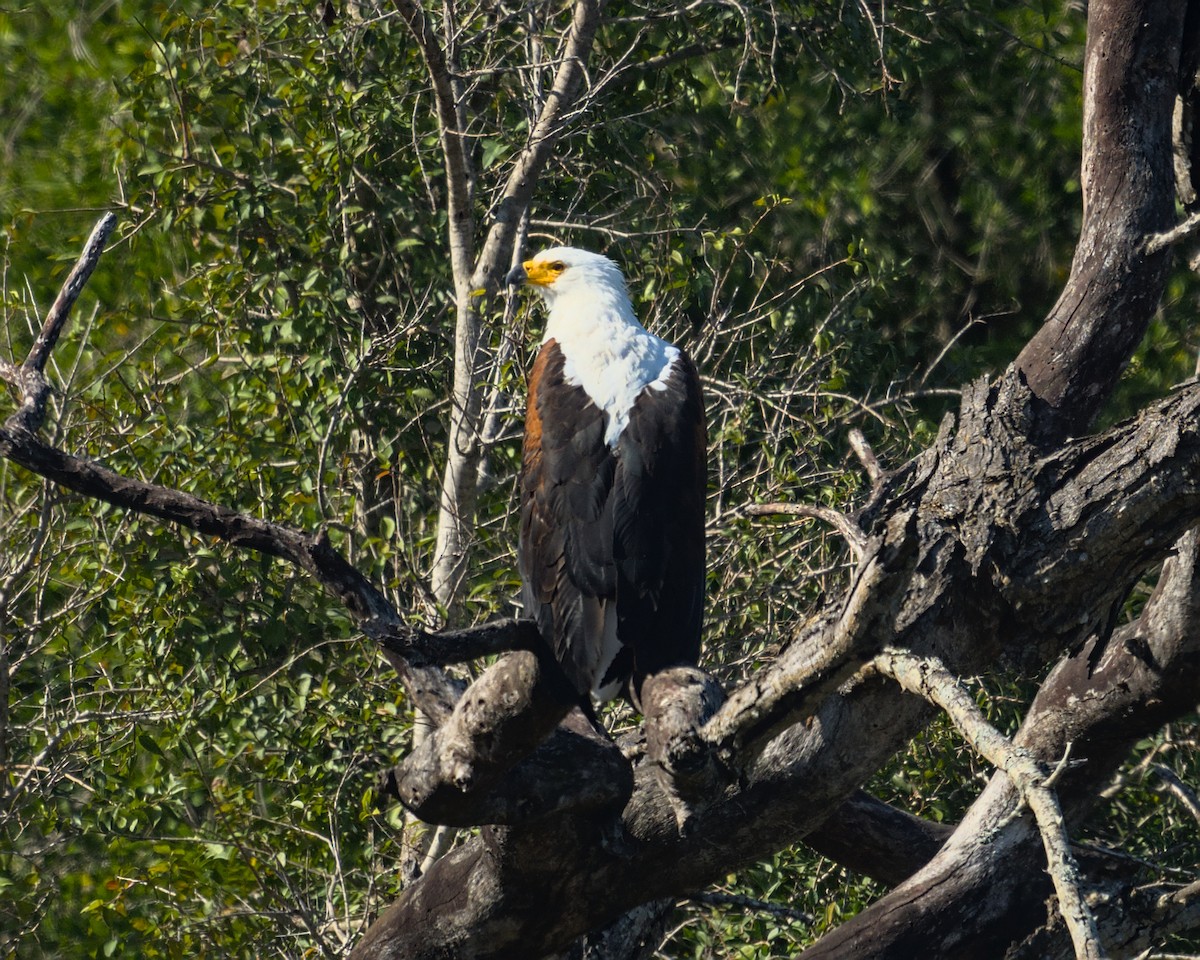 African Fish-Eagle - ML638113328