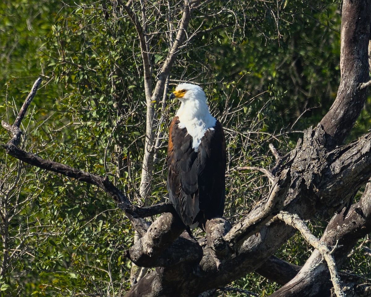African Fish-Eagle - ML638113329