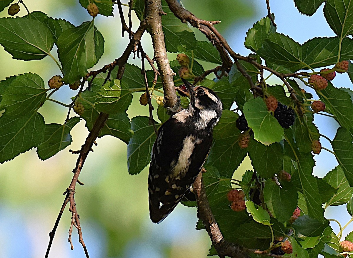 Downy Woodpecker - ML638113339
