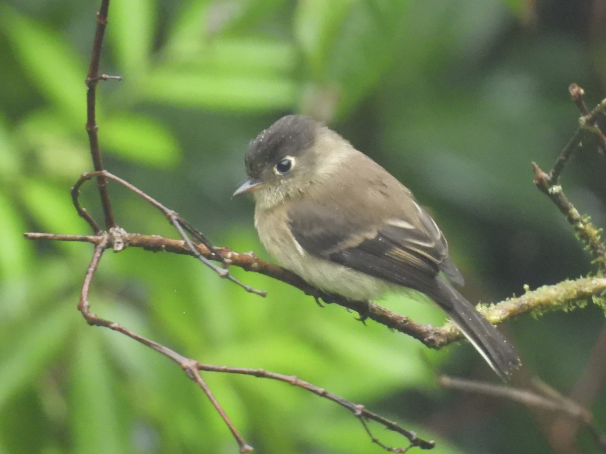 Black-capped Flycatcher - ML638113377