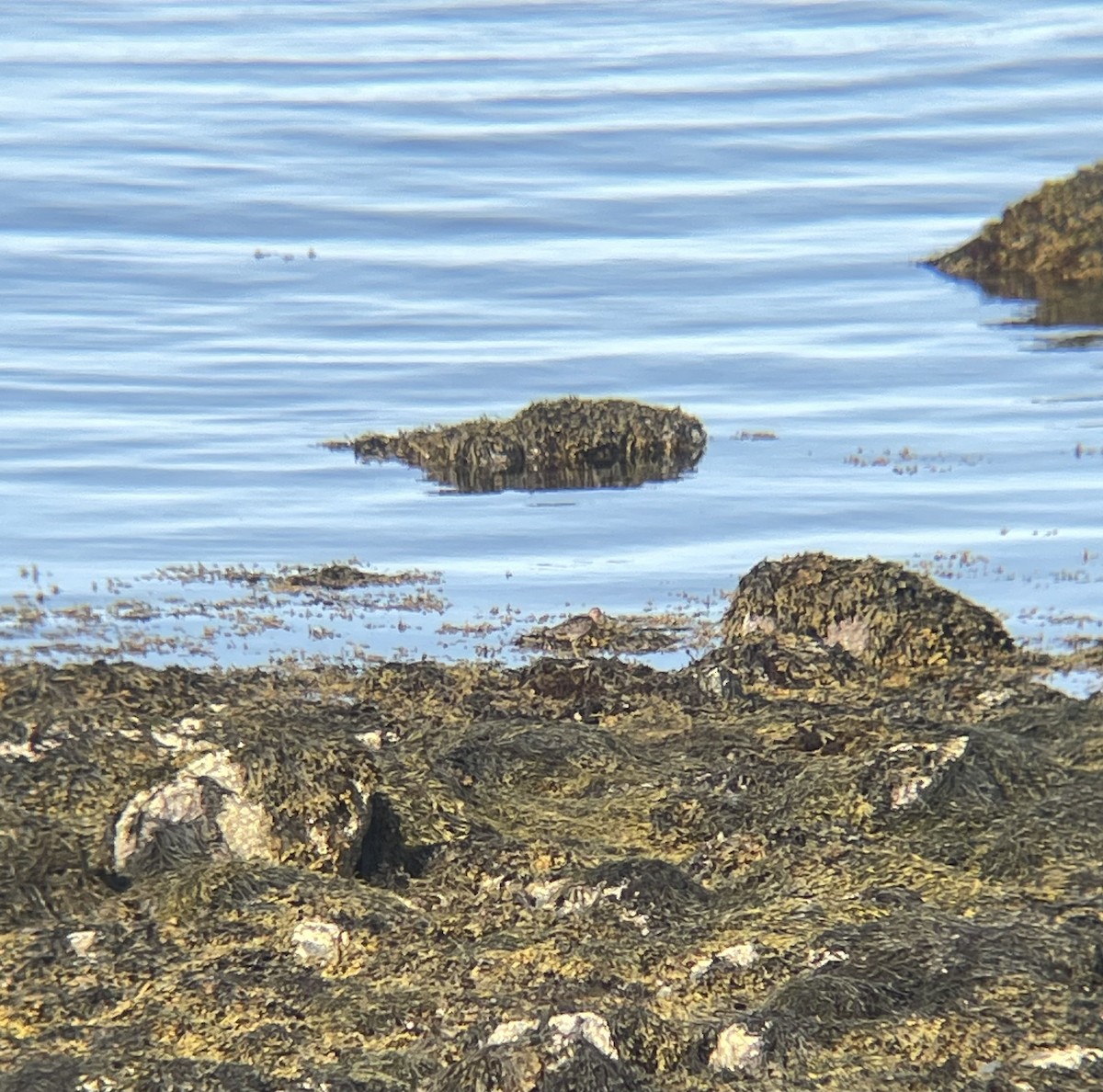 Short-billed Dowitcher - ML638113381
