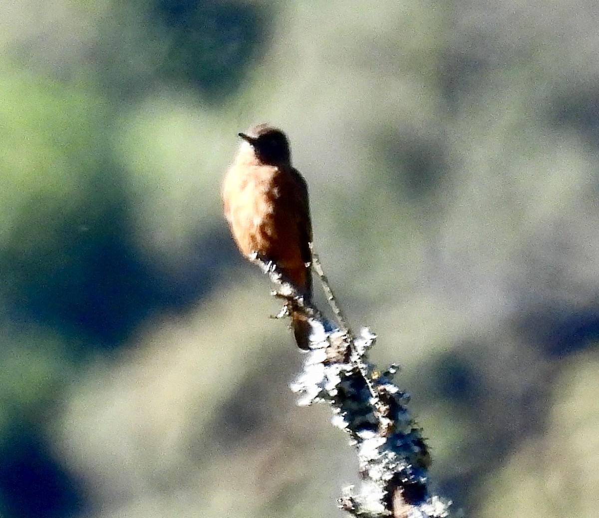 Cliff Flycatcher (Swallow) - ML638113394