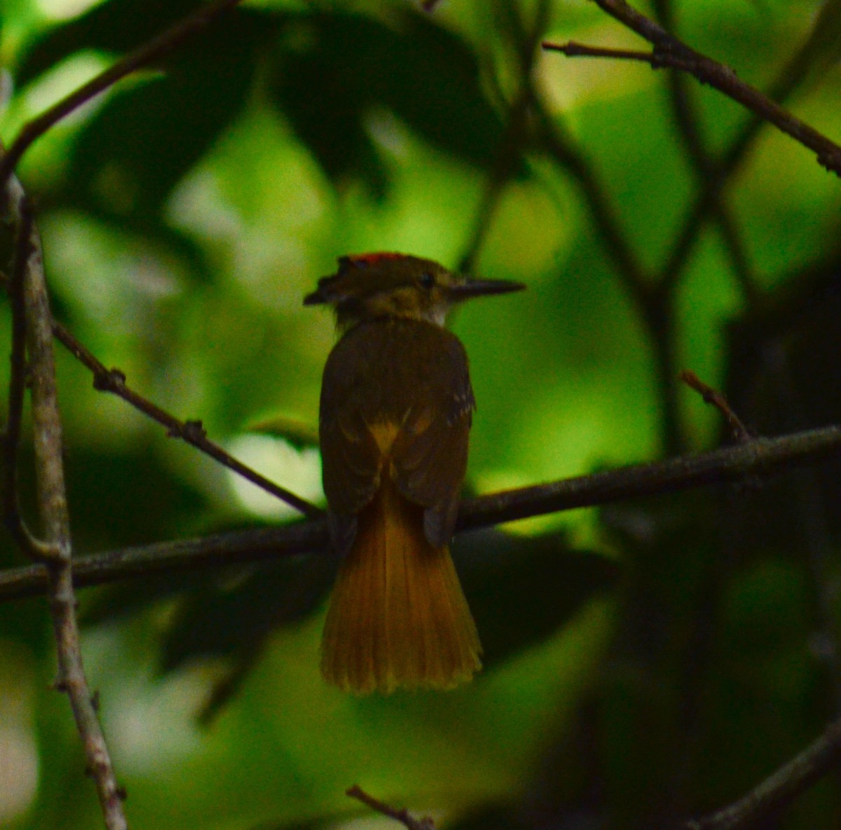 Tropical Royal Flycatcher - ML638113405