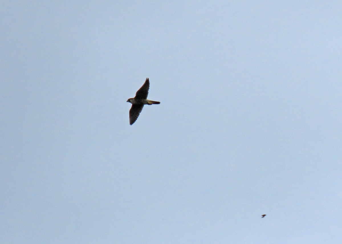 Peregrine Falcon - ML638113409