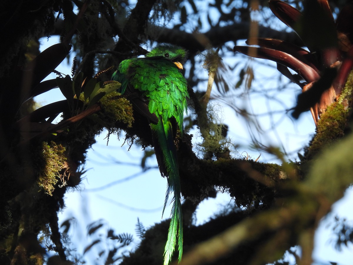 Resplendent Quetzal - ML638113411