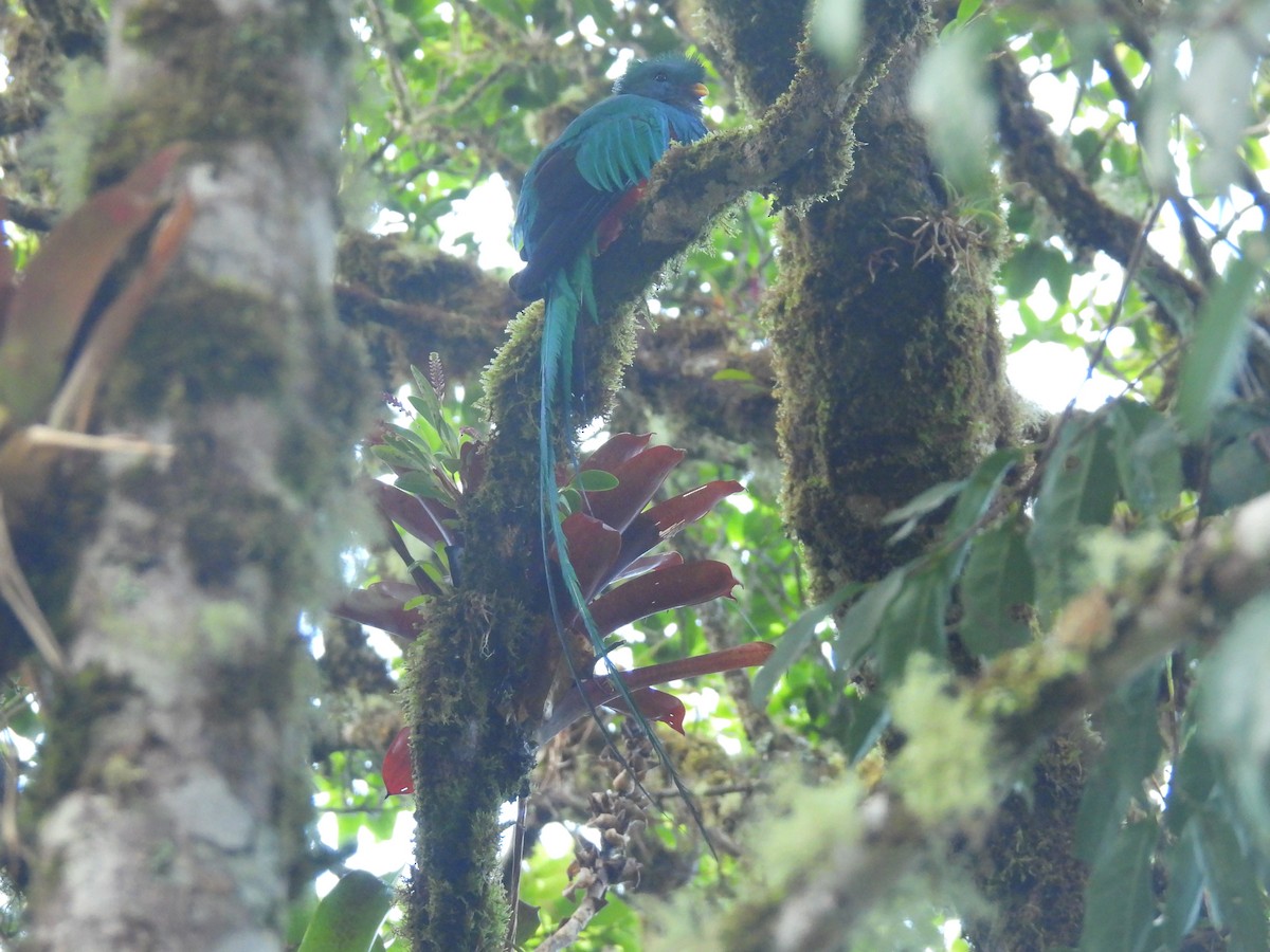 Resplendent Quetzal - ML638113413