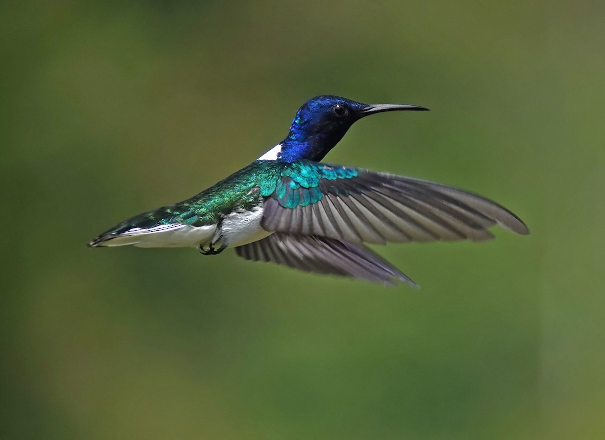 White-necked Jacobin - ML638113418