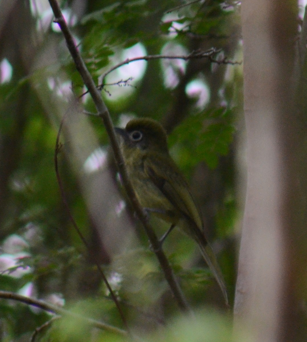 Eye-ringed Flatbill - ML638113420