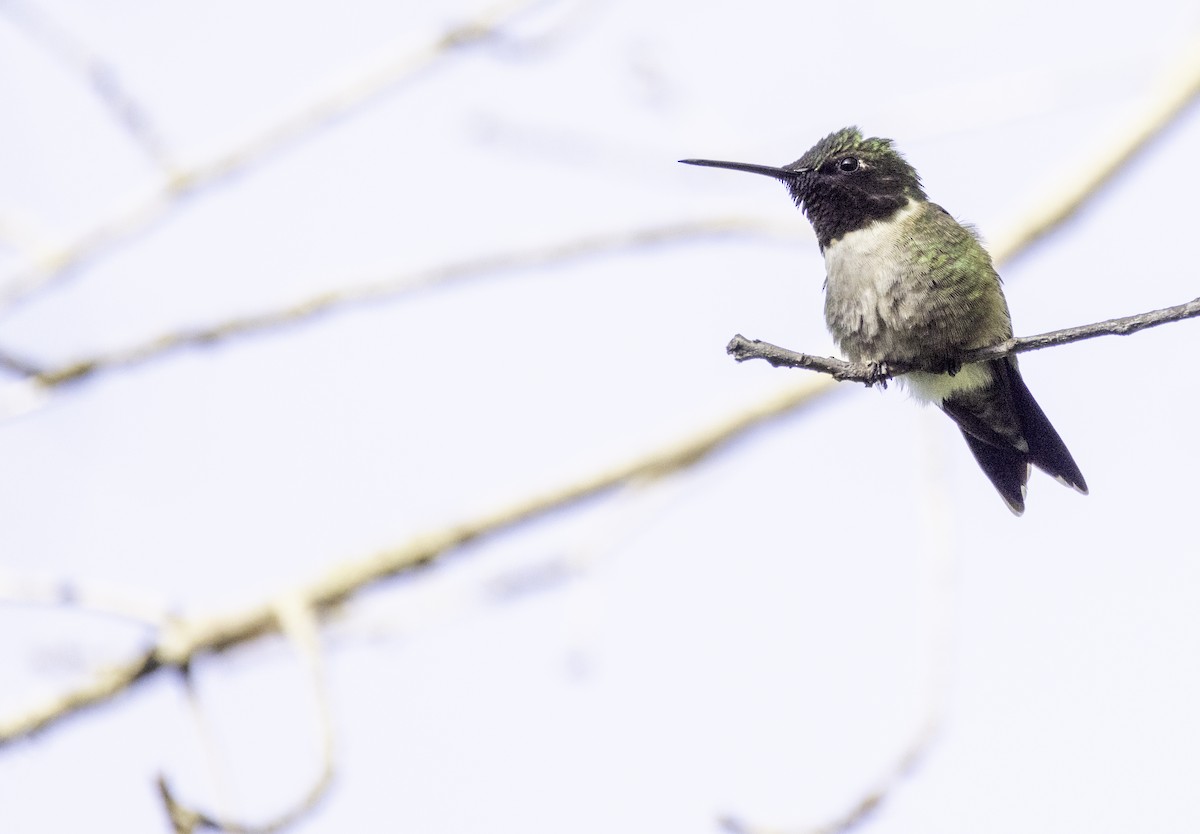 Ruby-throated Hummingbird - ML638113431