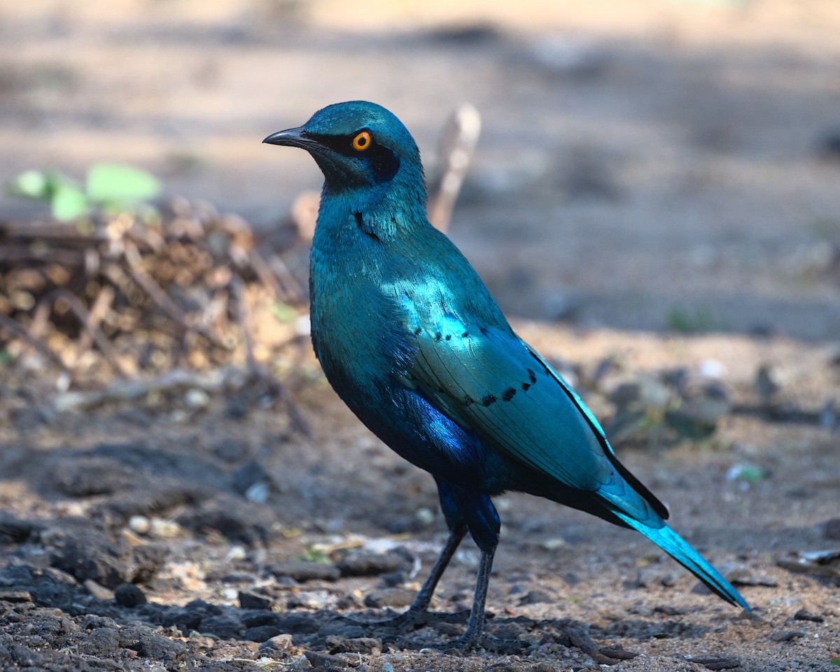 Greater Blue-eared Starling - ML638113448