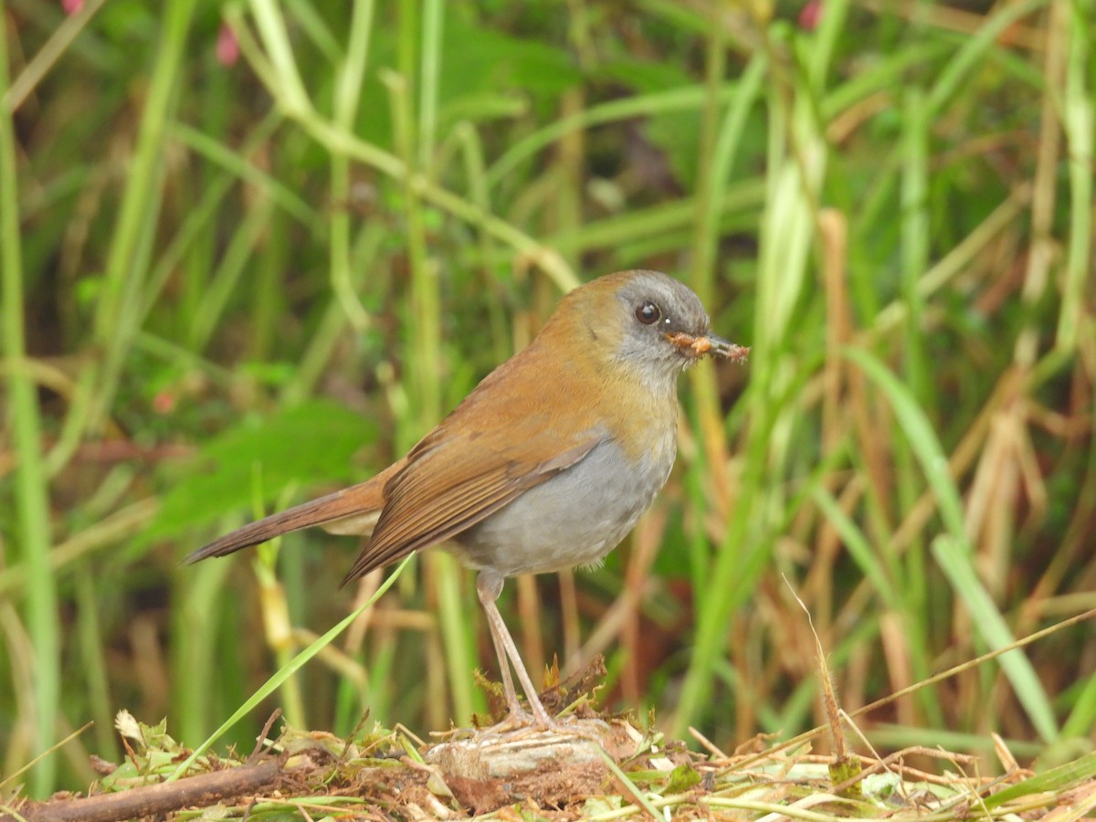Black-billed Nightingale-Thrush - ML638113476