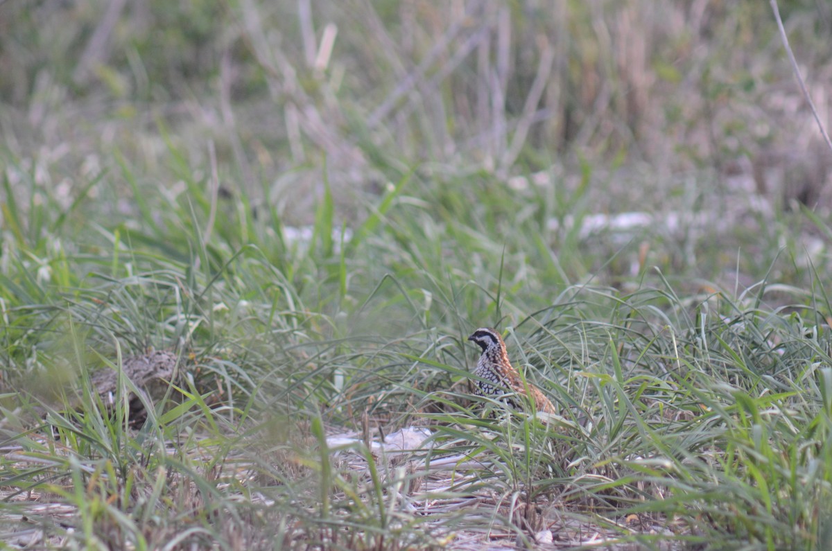 Black-throated Bobwhite - ML638113483
