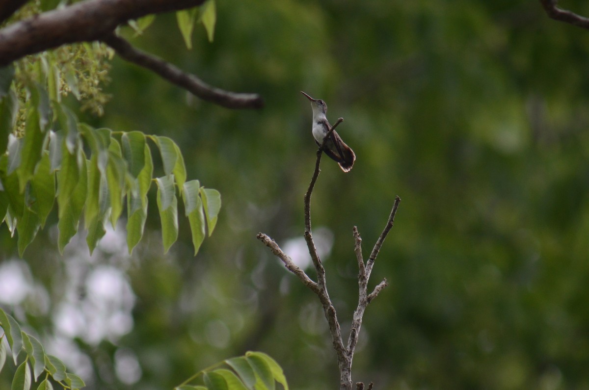 White-bellied Emerald - ML638113487