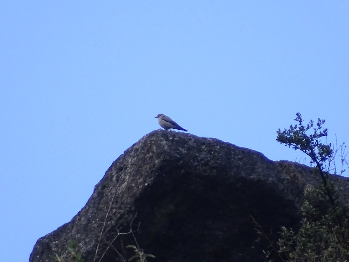 Rufous-naped Ground-Tyrant - ML638113489