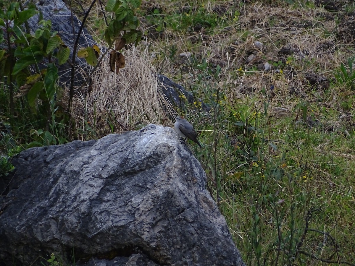 Rufous-naped Ground-Tyrant - ML638113490