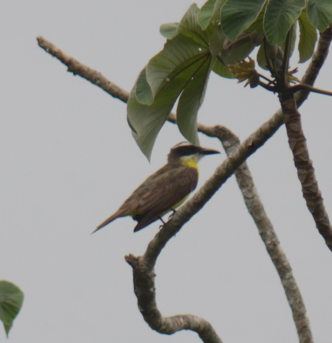 Boat-billed Flycatcher - ML638113526