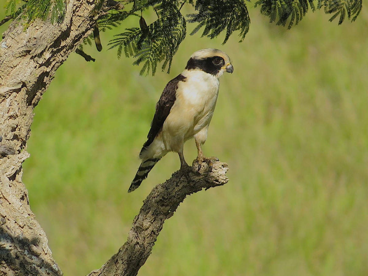 Laughing Falcon - ML638113577