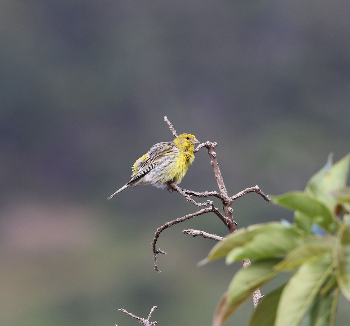 Island Canary - ML638113579