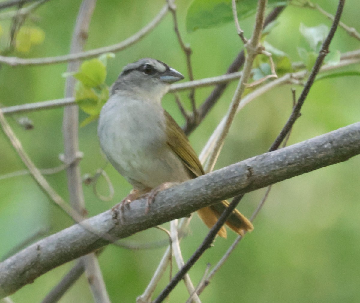 Green-backed Sparrow - ML638113622
