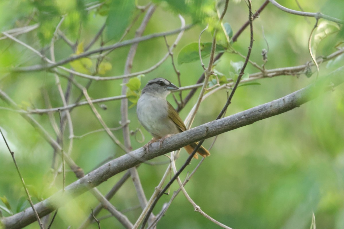 Green-backed Sparrow - ML638113623