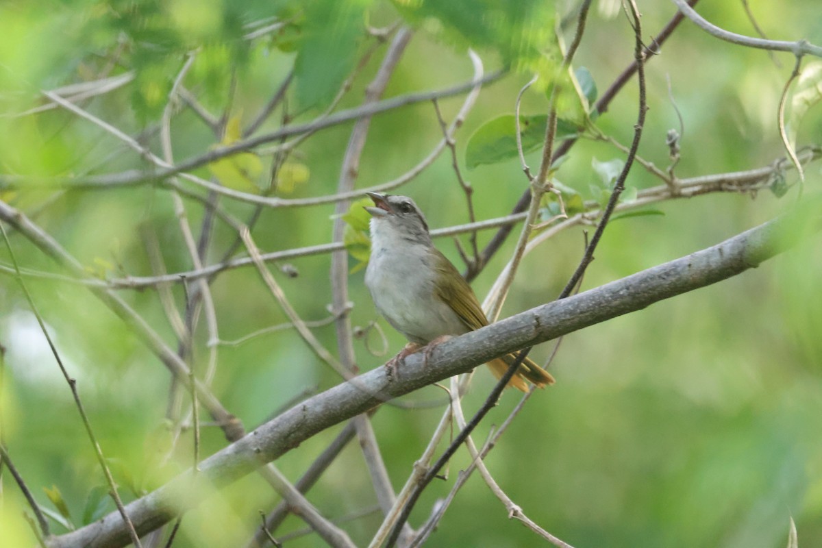 Green-backed Sparrow - ML638113624